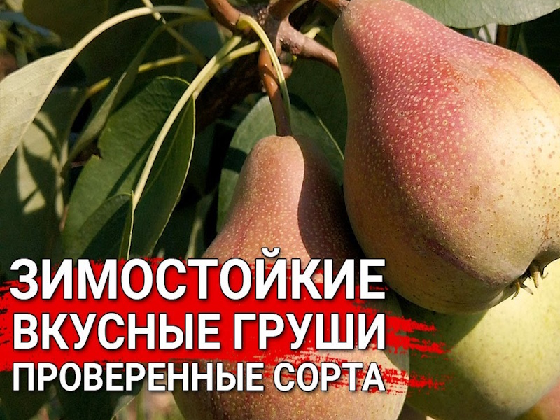 Какие груши реально зимуют в северном Подмосковье: лучшие зимостойкие сорта