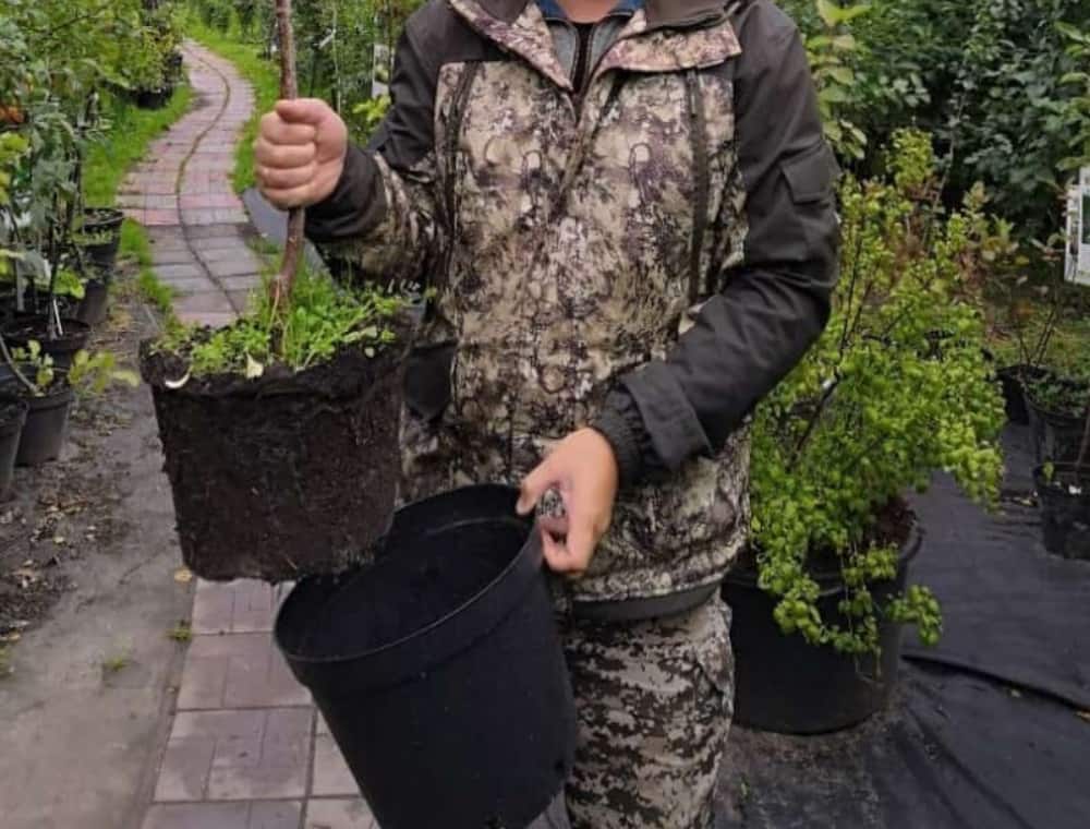 Летняя посадка растений